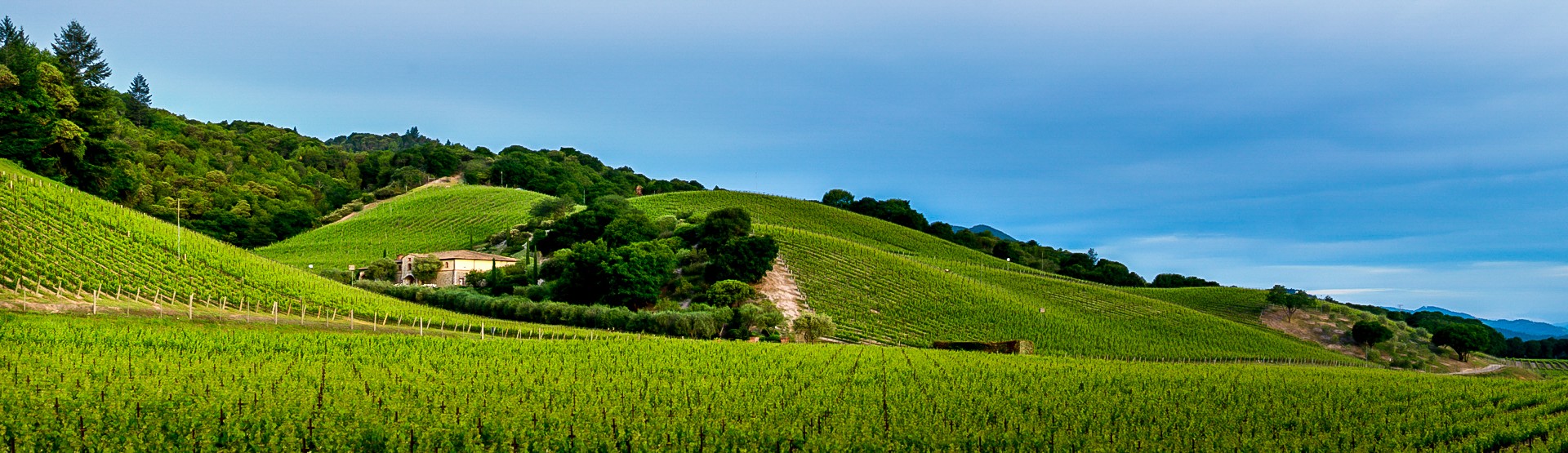 Vineyard Panorama